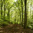  travailler en forêt