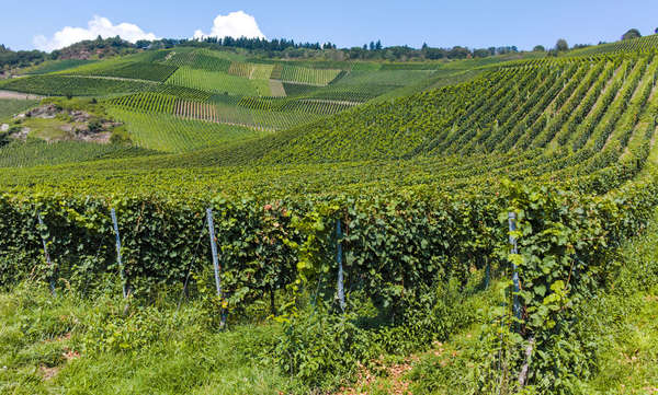 Weinbaugebiet Mosel